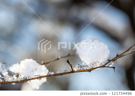 樹分支與雪的 樹分支與雪的 121734496