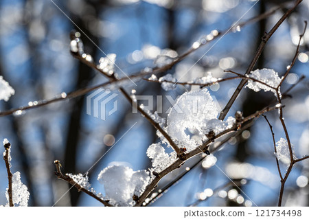 Branches of trees with snow Branches of trees with snow 121734498