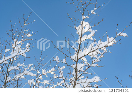 白雪皚皚的樹枝和藍天 121734501