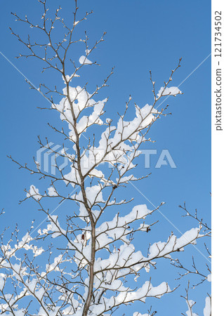 Snowy tree branches and blue sky 121734502