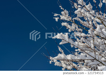 Snowy tree branches and blue sky 121734513