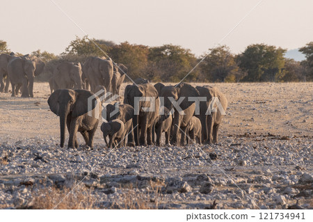 Bathing Elephants in Etosha Bathing Elephants in Etosha 121734941
