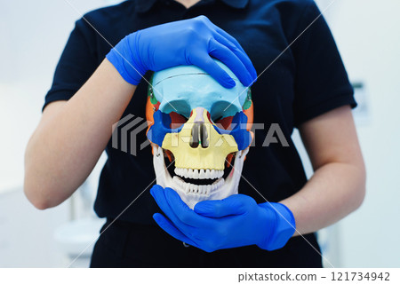 Colored plastic skull for studying human anatomy in female hands wearing blue gloves. Colored plastic skull for studying human anatomy in female hands wearing blue gloves. 121734942