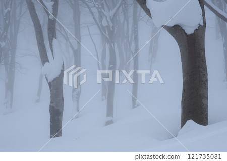 Beech forest in winter 121735081
