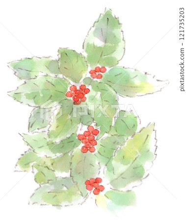 Senryo 的水彩素描,一種冬季植物,結有鮮紅色的果實 Senryo 的水彩素描,一種冬季植物,結有鮮紅色的果實 121735203