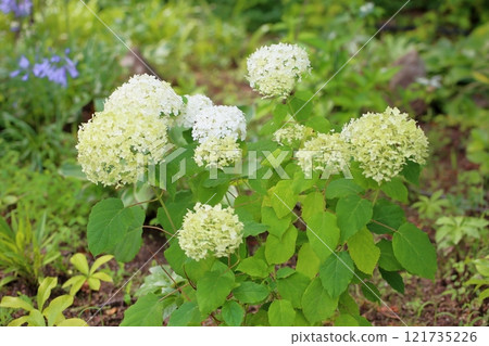 安娜貝爾花 121735226