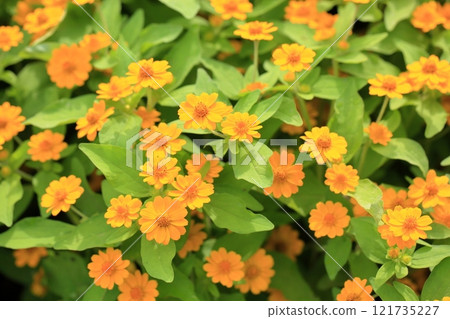 可愛的百日菊花 121735227