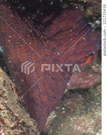 An octopus that looks like a ringed octopus 121735416