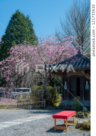 日本櫻花樹 121735630