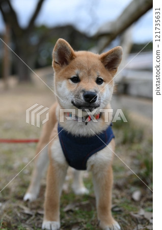 小狗示巴 小狗示巴 121735631