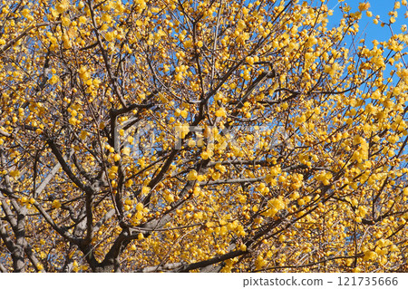 Wintersweet flowers (full bloom) Wintersweet flowers (full bloom) 121735666