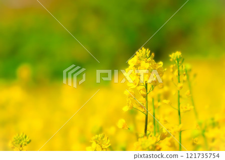 Refreshing rape flowers 121735754