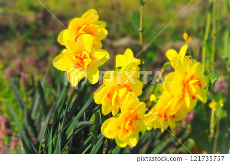 雙花黃色喇叭水仙花 雙花黃色喇叭水仙花 121735757