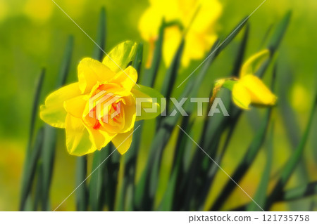 雙花黃色喇叭水仙花 121735758