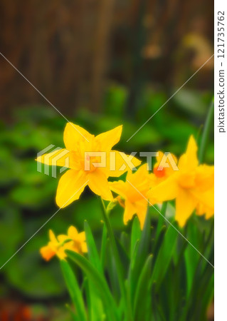 明亮的橙色喇叭水仙花 明亮的橙色喇叭水仙花 121735762