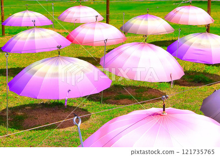 Umbrellas spread out across the lawn 121735765