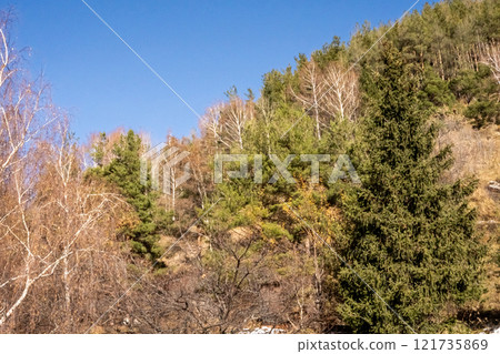 Healthy green trees in a forest of old spruce, fir and pine. Spruce trees down the hill to coniferous forest in fog at sunrise 121735869