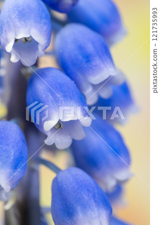Close up of muscari flowers 121735993