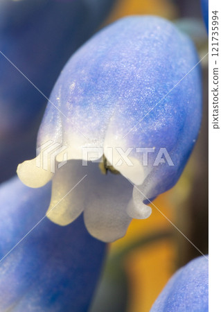 Close up of muscari flowers 121735994