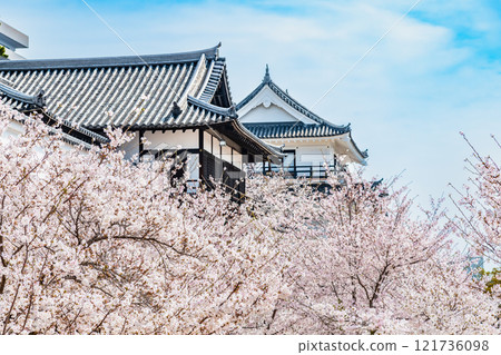 Fukuyama Castle in full bloom in Hiroshima Fukuyama Castle in full bloom in Hiroshima 121736098