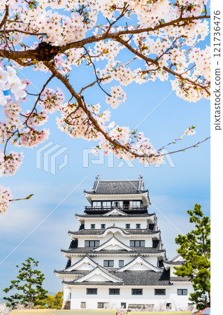 Hiroshima: Fukuyama Castle tower with cherry blossoms in full bloom 121736476