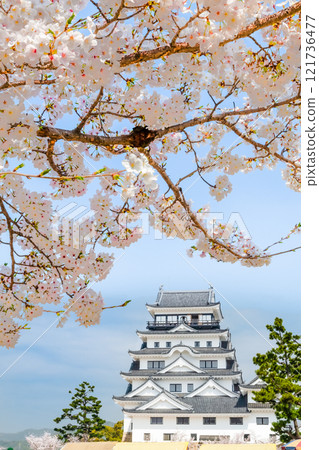 廣島櫻花盛開的福山城天守閣 廣島櫻花盛開的福山城天守閣 121736477