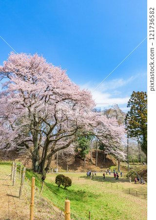 Cherry blossoms in full bloom: Cherry blossoms at Hachigata Castle (Ujikuni Sakura), Yorii Town, Osato District, Saitama Prefecture 121736582