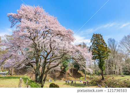 Cherry blossoms in full bloom: Cherry blossoms at Hachigata Castle (Ujikuni Sakura), Yorii Town, Osato District, Saitama Prefecture 121736583