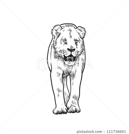 Lioness walking, hand drawn doodle sketch. 121736601
