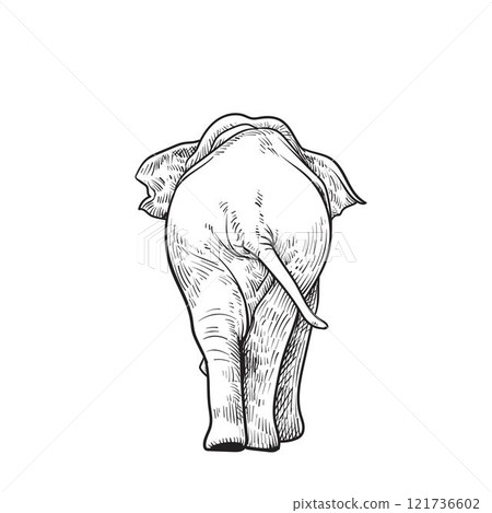 Backside of the Asian elephant drawing vector illustration Backside of the Asian elephant drawing vector illustration 121736602