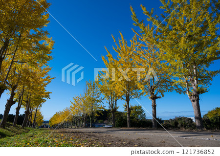 金色的小路 金色的小路 121736852