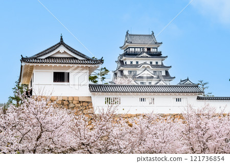 櫻花盛開的廣島福山城、天守閣和筋鐵門(從福山站出發) 櫻花盛開的廣島福山城、天守閣和筋鐵門(從福山站出發) 121736854
