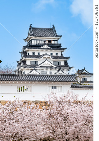 Hiroshima: Fukuyama Castle tower with cherry blossoms in full bloom (from Fukuyama Station) Hiroshima: Fukuyama Castle tower with cherry blossoms in full bloom (from Fukuyama Station) 121736861