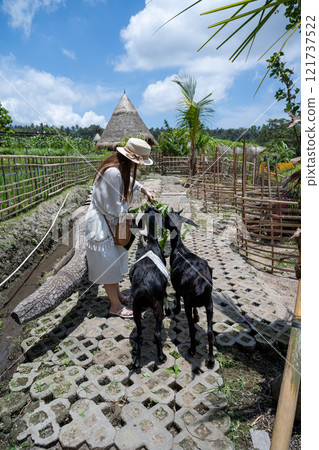 印尼峇裡島2024年農村餐廳景觀餵養山羊 121737522