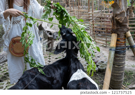 印尼峇裡島2024年農村餐廳景觀餵養山羊 121737525