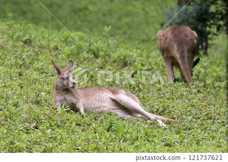 A grey kangaroo resting in the grass A grey kangaroo resting in the grass 121737621