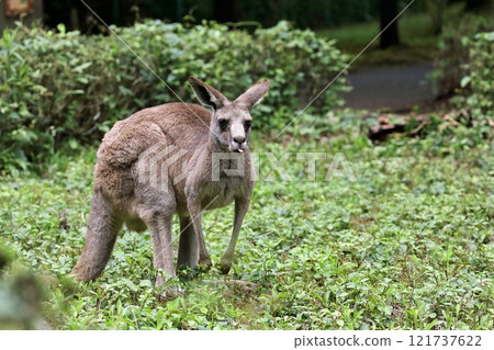 Eastern grey kangaroo sticking out tongue Eastern grey kangaroo sticking out tongue 121737622