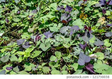印尼峇裡島 — 2024年10月22日：地瓜葉。農村景觀 121738038
