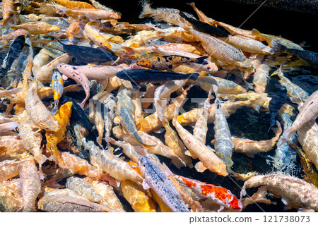 BALI, INDONESIA - OCTOBER 22, 2024: View of the koi fish at Tirtagang Water Palace in Bali, Indonesia 121738073