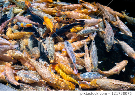 BALI, INDONESIA - OCTOBER 22, 2024: View of the koi fish at Tirtagang Water Palace in Bali, Indonesia 121738075
