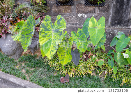 綠色的芋頭葉和不同顏色芋頭葉的植物 121738106