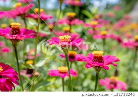 桃金孃（桃金孃）花總是呈現粉紅色。 121738246