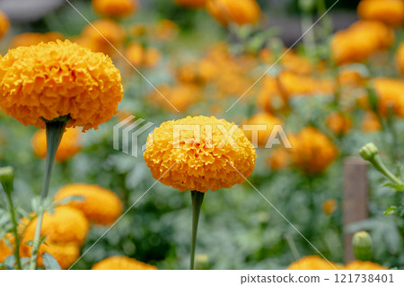 Yellow flower special photo mirror head, Manju chrysanthemum is a beautiful flower to admire once in a while. Yellow flower special photo mirror head, Manju chrysanthemum is a beautiful flower to admire once in a while. 121738401