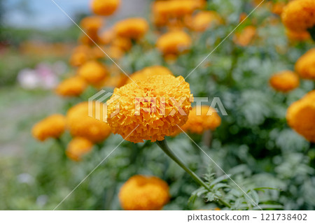 Yellow flower special photo mirror head, Manju chrysanthemum is a beautiful flower to admire once in a while. Yellow flower special photo mirror head, Manju chrysanthemum is a beautiful flower to admire once in a while. 121738402