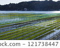 伊勢志摩海藻養殖、海藻粗海藻、海藻網01 121738447