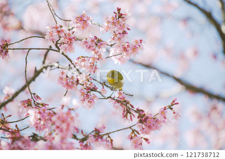 Okura Sakura和White-eye Okura Sakura和White-eye 121738712