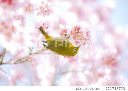 Okura Sakura和White-eye Okura Sakura和White-eye 121738713