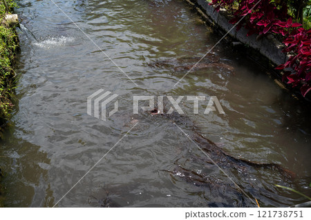 Bali, Indonesia - October 22, 2024: Photo of catfish pond with black background. Bali, Indonesia - October 22, 2024: Photo of catfish pond with black background. 121738751