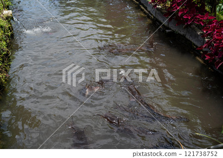Bali, Indonesia - October 22, 2024: Photo of catfish pond with black background. Bali, Indonesia - October 22, 2024: Photo of catfish pond with black background. 121738752