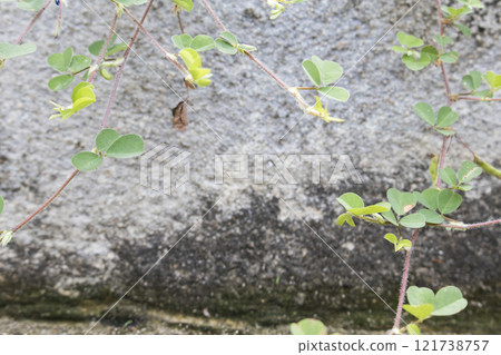 background texture nature leaf arrangement flat lay postcard style on cement walls background texture nature leaf arrangement flat lay postcard style on cement walls 121738757
